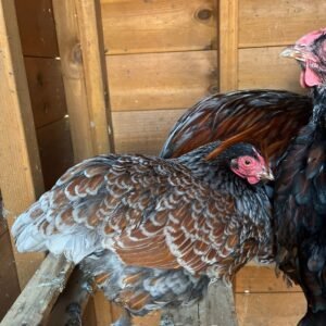 Wyandotte hatching eggs