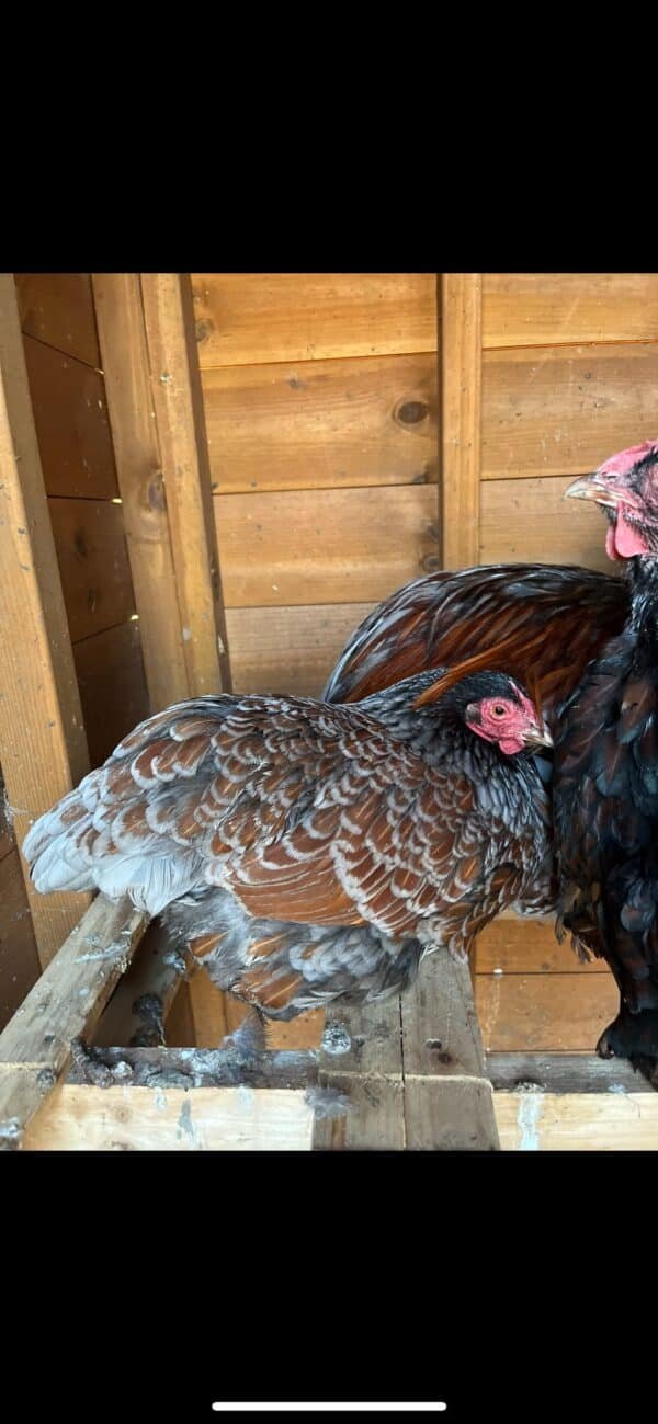 Wyandotte hatching eggs