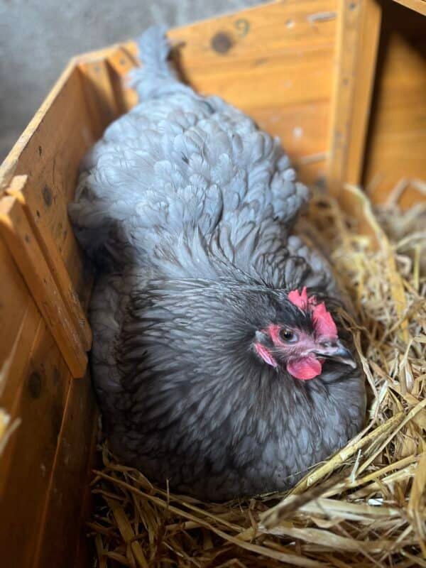 Blue Orpington hatching eggs - Image 2