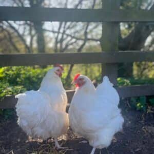 White Orpington hatching eggs
