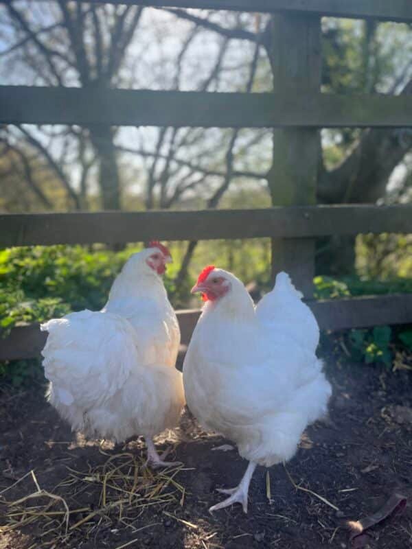 White Orpington hatching eggs