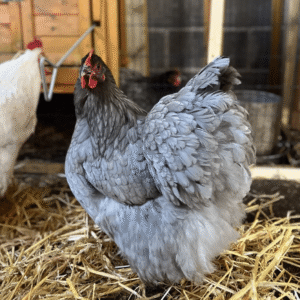 Blue Orpington hatching eggs