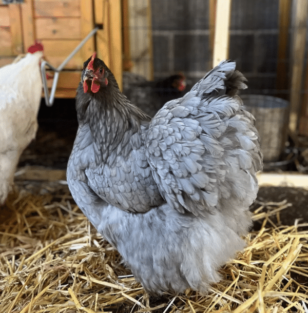 Blue Orpington hatching eggs