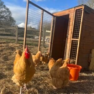 Buff Orpington Hatching Eggs x6