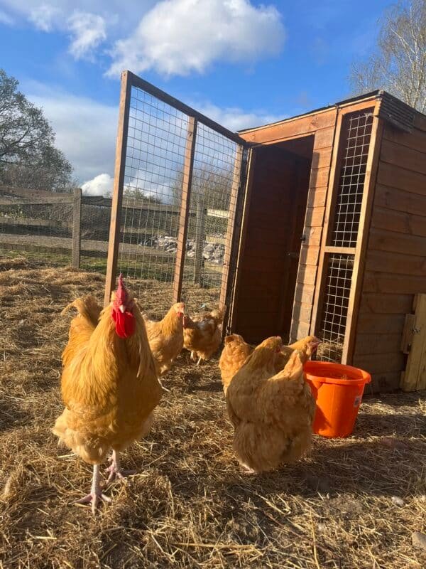 Buff Orpington Hatching Eggs x6