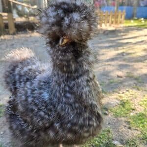 6 Silkie hatching eggs