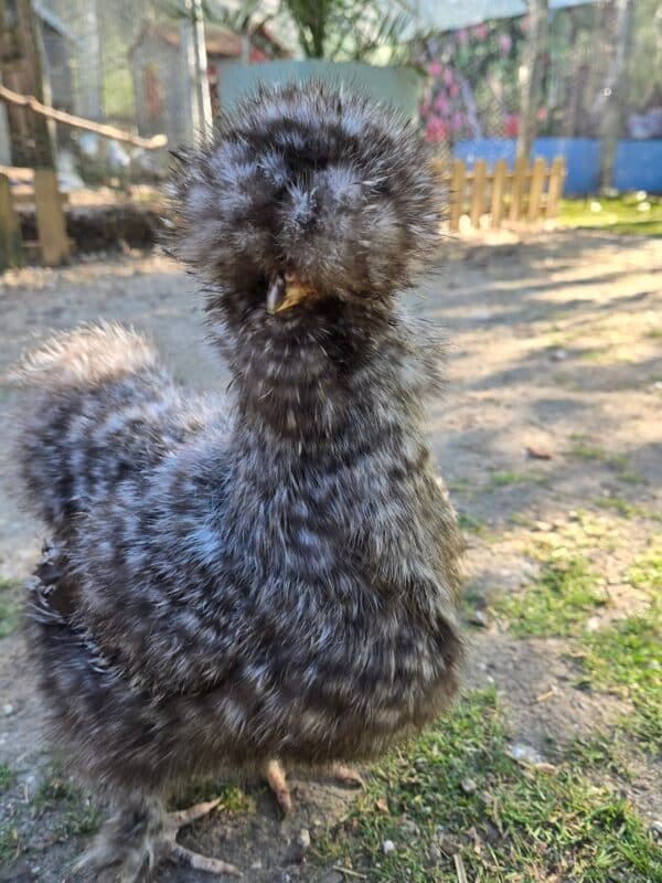 6 Silkie hatching eggs