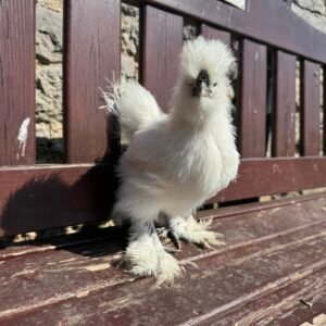 USA Silkie cockerels