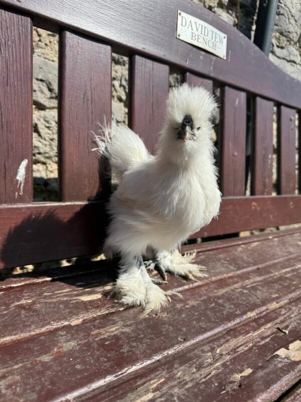 USA Silkie cockerels