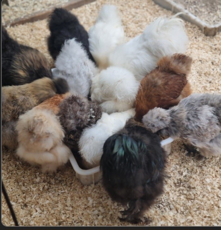 House of Silkies