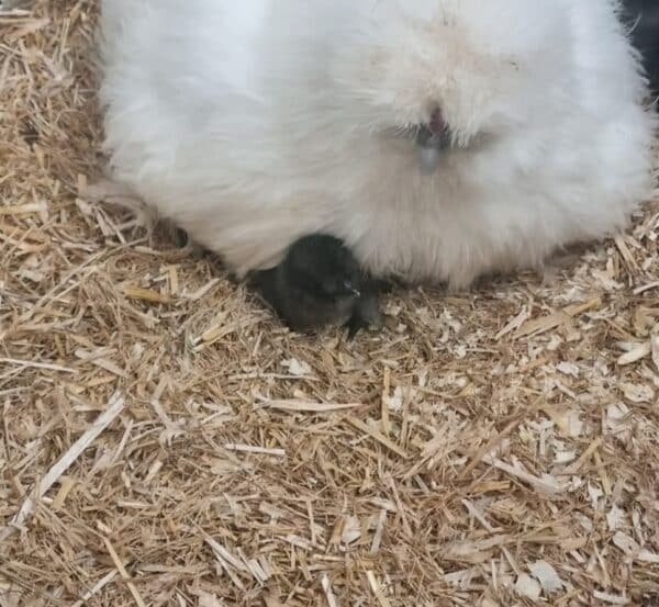 6 Silkie hatching eggs - Image 3