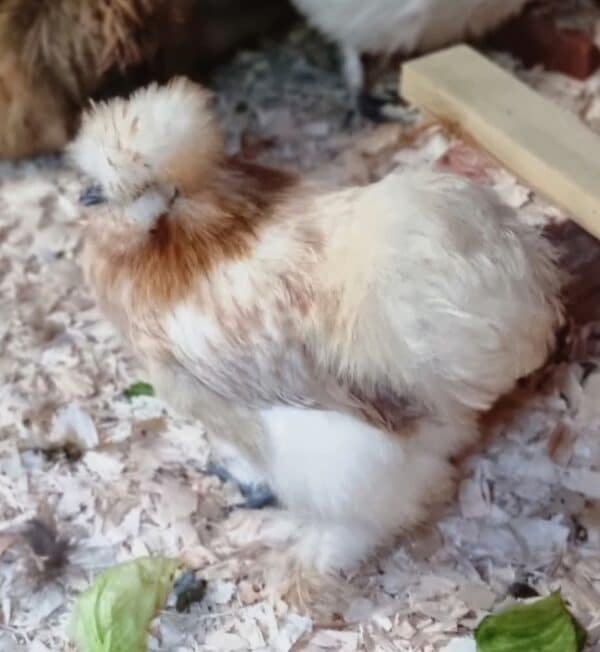 6 Silkie hatching eggs - Image 2