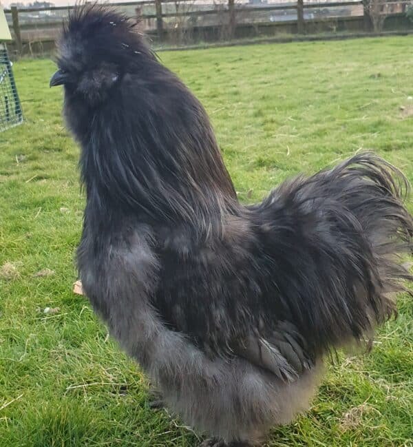 Blue Bearded Silkie Hatching eggs with *Guarantee* - Image 4
