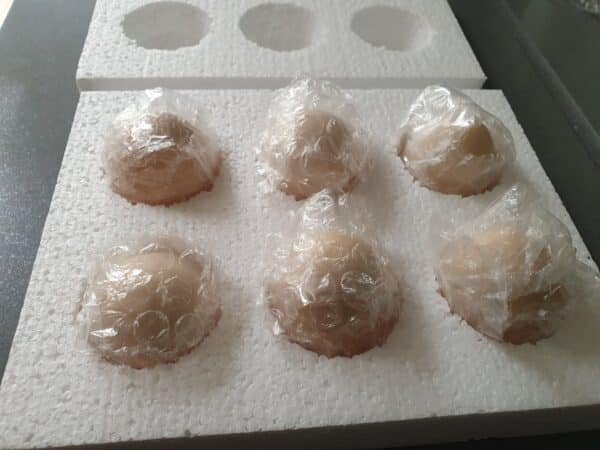 Blue Bearded Silkie Hatching eggs with *Guarantee* - Image 6