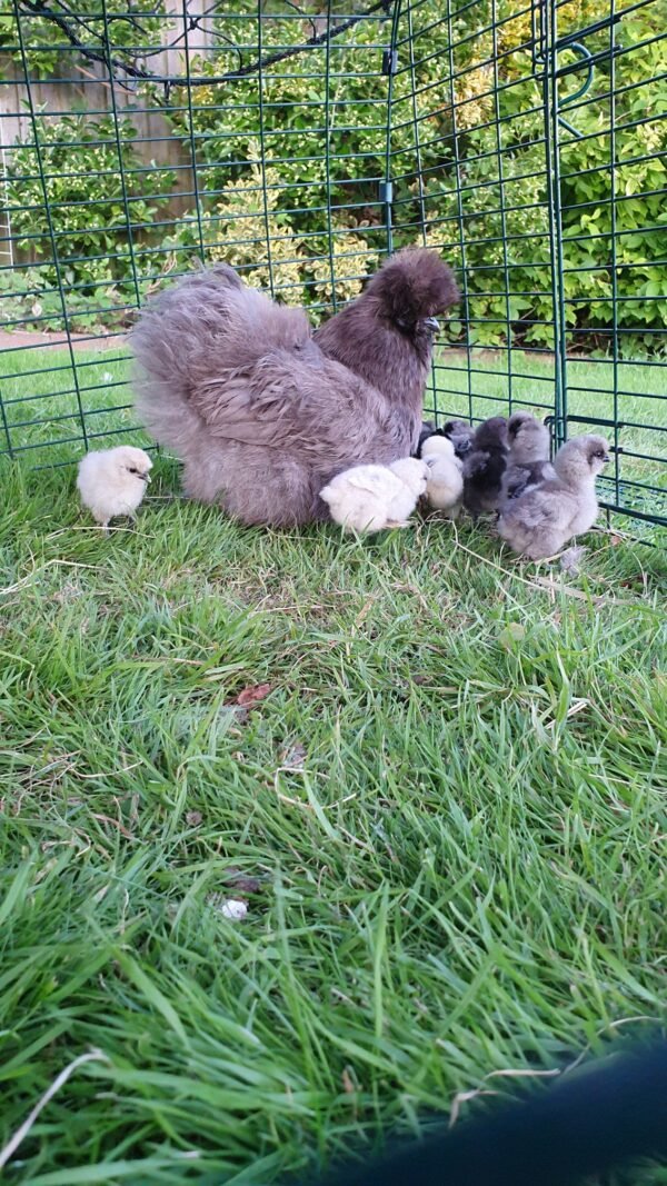 Blue Bearded Silkie Hatching eggs with *Guarantee* - Image 3