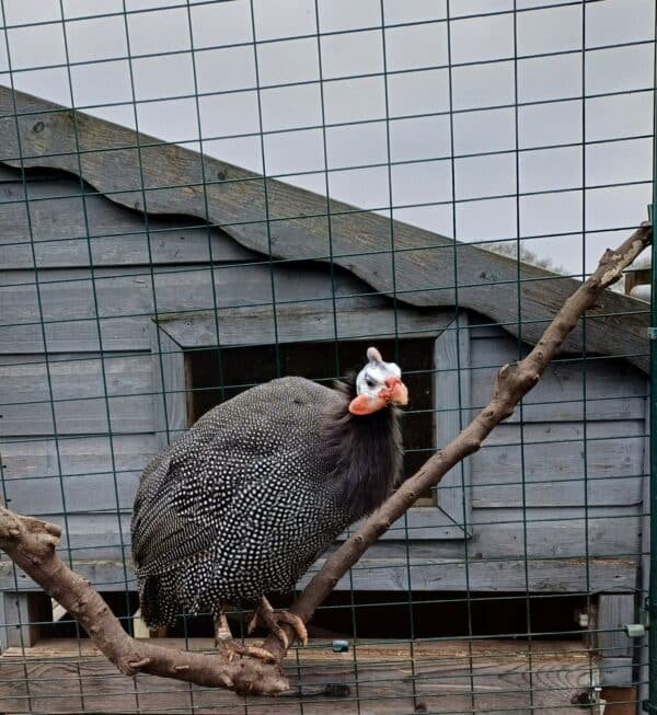 **GUINEA FOWL FERTILISED HATCHING EGGS**