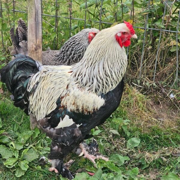 Silver brahma trio large fowl - Image 3