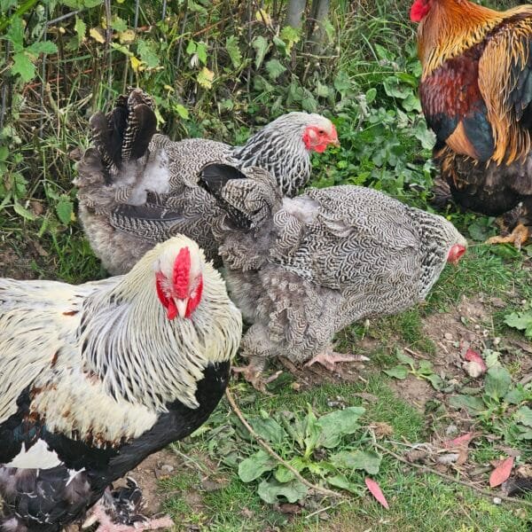 Silver brahma trio large fowl - Image 2