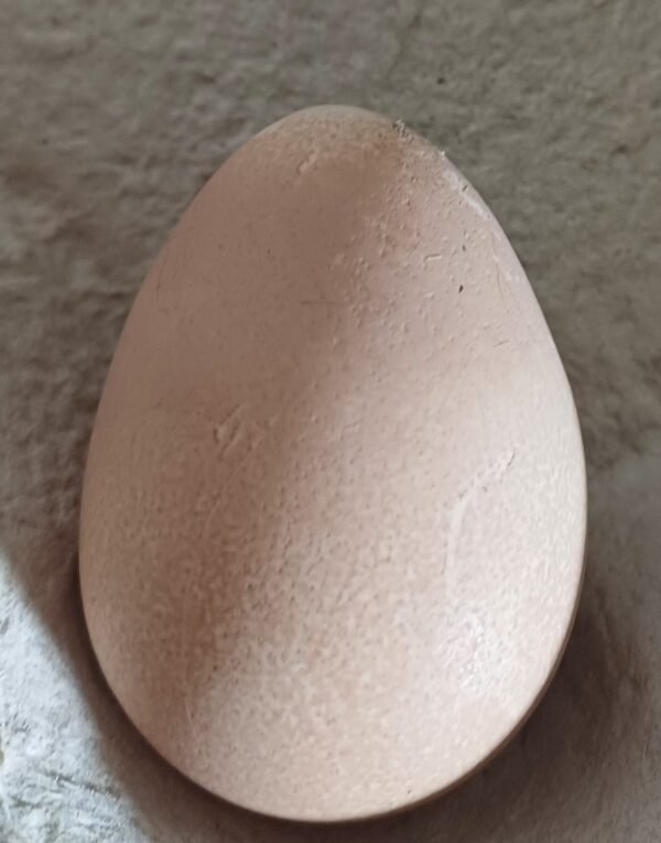 **GUINEA FOWL FERTILISED HATCHING EGGS** - Image 3