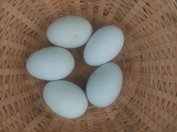** CREAM LEGBAR HATCHING EGGS ** - Image 2