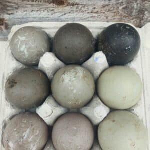**CAYUGA FERTILISED DUCK EGGS**