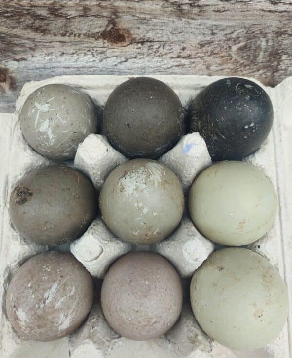 **CAYUGA FERTILISED DUCK EGGS**