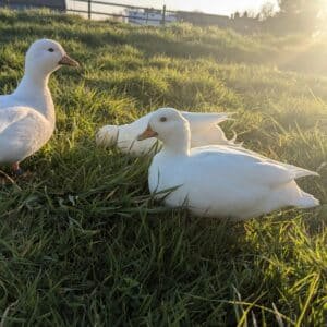 Hatching eggs
