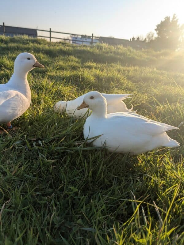 Hatching eggs