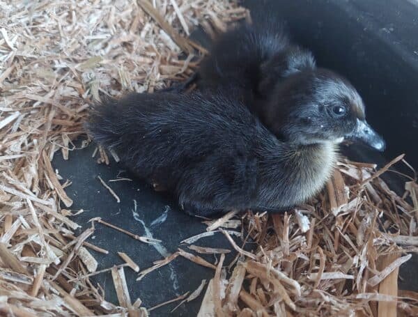 **CAYUGA FERTILISED DUCK EGGS** - Image 2
