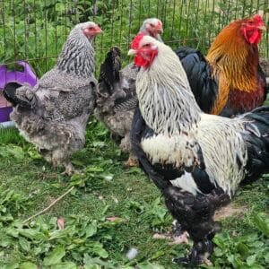 Silver brahma trio large fowl