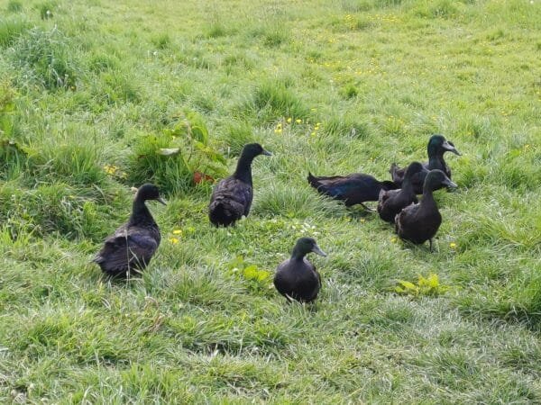 **CAYUGA FERTILISED DUCK EGGS** - Image 3