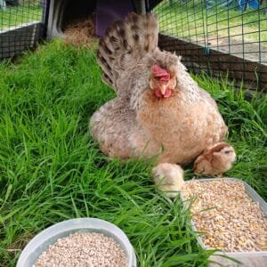 ** CREAM LEGBAR HATCHING EGGS **