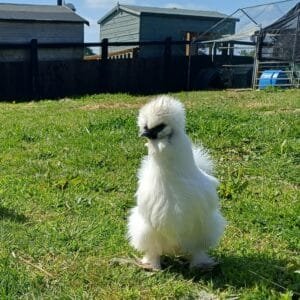 ** SILKIE FERTILISED HATCHING EGGS