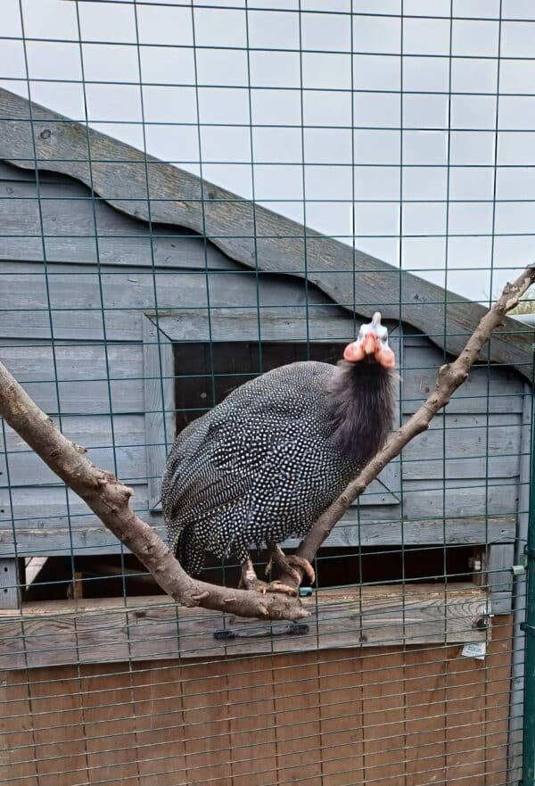 **GUINEA FOWL FERTILISED HATCHING EGGS** - Image 2