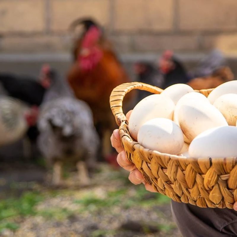 Poultry (4) Poultry (4)
